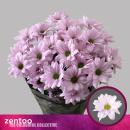 Vollsortiment - Chrysantheme große verzweigte, einfach hellrosa